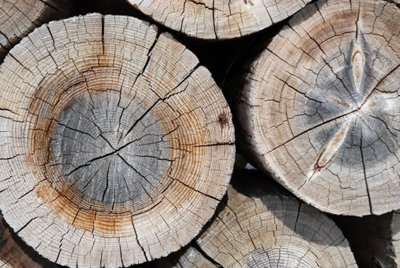 Årringer og naturlige strukturer i tre